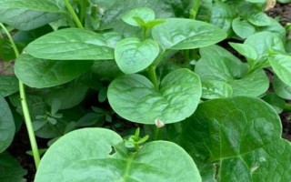 夏季哪些蔬菜可以露天種植，包括小白菜、空心菜、番茄、茄子等品種