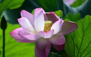采蓮在哪個季節(jié)，通常是在夏季進行