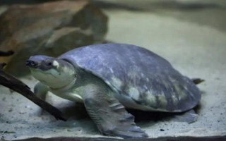 能不能用深水飼養(yǎng)烏龜，豬鼻龜、麝香龜?shù)绕贩N可以養(yǎng)在深水缸中