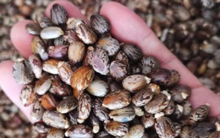 種100畝蓖麻能賺多少，收益為20-50萬不等