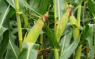 馳宇401玉米種簡介，中抗紋枯病