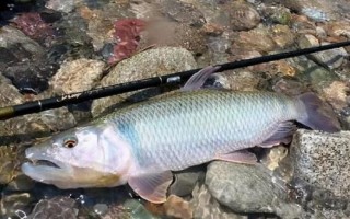 馬口魚的生活環(huán)境，常棲息在山澗溪流中