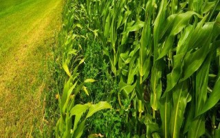金穗888玉米種子特點，在試驗3000株/畝密度下