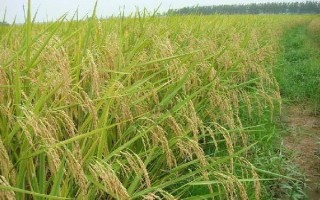光明粳1號水稻種子簡介，每畝需純N16kg左右