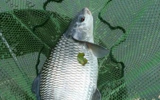 鯪魚簡(jiǎn)介，是常見(jiàn)的中下層淡水魚類