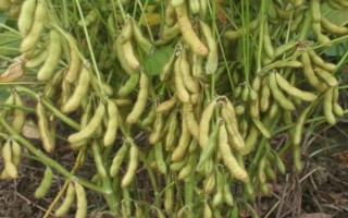 豐豆2號(hào)大豆品種的特性，播種量為4.5kg/畝