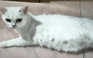 貓懷孕多長時間能摸到胎動，七周左右的時候能摸到胎動