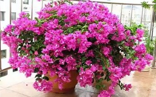 三角梅的花期有多長，養(yǎng)護(hù)得當(dāng)一年四季開花不斷