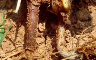 花生莖腐病的癥狀，初期根莖部出現(xiàn)顏色為黃褐色的病斑