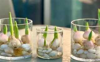 郁金香種一次就會(huì)死亡嗎，屬于多年生草本植物可以重復(fù)栽種