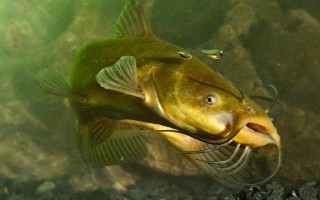 丸世8號(hào)魚(yú)鉤適合釣?zāi)姆N魚(yú)，適合釣黃顙魚(yú)、黑魚(yú)等