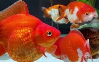 金魚能用自來水養(yǎng)嗎，自來水是軟水適合養(yǎng)魚