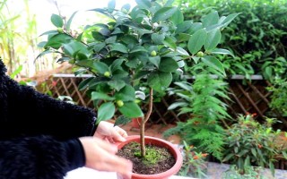四季茶花好不好養(yǎng)，是比較好養(yǎng)活的花卉