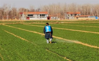 小麥開春除草時間，要在小麥拔節(jié)前及早進行