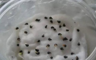 茄子的種植方法，選擇適應(yīng)當(dāng)?shù)胤N植的品種