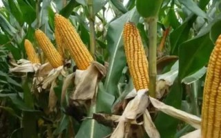 甘農(nóng)211玉米種子簡介，種植密度每畝5000株