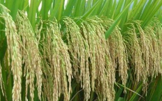 常優(yōu)312水稻種子特征特性，5月中下旬播種