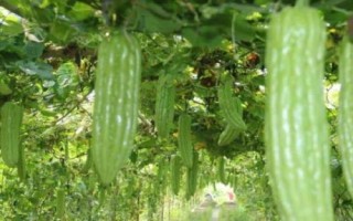 苦瓜的種植時間，南方在1-3月露天種植