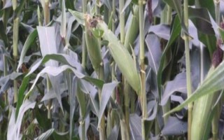 荃研2號(hào)玉米種子簡(jiǎn)介，適宜播期4月下旬至5月上旬