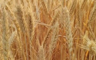 冬小麥和春小麥的區(qū)別，生長習(xí)性和播種時(shí)間均不同