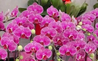蝴蝶蘭好不好養(yǎng)，屬于好養(yǎng)的一類植物