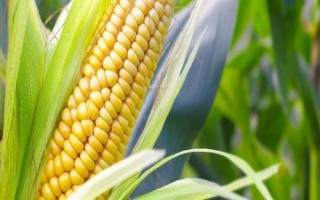 富華12號玉米種子簡介，兩年區(qū)試平均生育期127天
