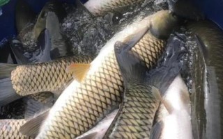 如何養(yǎng)草魚，避免喂食發(fā)霉變質飼料