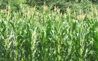 德育919玉米種子特征特性，比對照品種鄭單958早4天