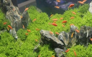 魚缸怎樣保持弱酸性水，可以給魚缸充氧