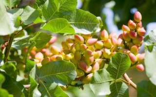 種植開(kāi)心果樹(shù)要注意什么，需種在通透性較好的土壤中