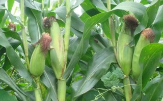隆平943玉米品種的特性，4月下旬至5月上旬播種