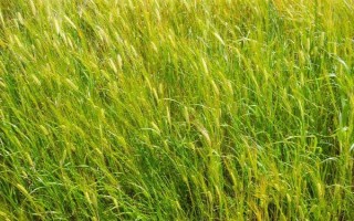 輪選125小麥種子介紹，與對照品種周麥18熟期相當(dāng)