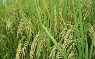 禾兩優(yōu)366水稻種子簡(jiǎn)介，每畝插足基本苗4.5萬(wàn)以上