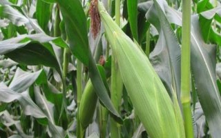 中科玉507玉米種子介紹，4月下旬至5月上旬播種