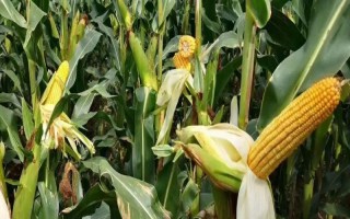 BM800玉米種子介紹，中抗大斑病