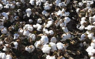 鑫秋4號棉花種子介紹，轉(zhuǎn)抗蟲基因中熟常規(guī)品種