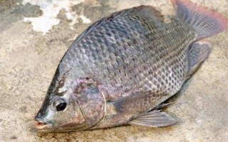 羅非魚的價格，因規(guī)格、地區(qū)等條件而異