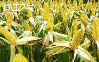 高產夏玉米品種介紹，不同的田地類型適合種植不同品種