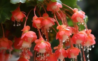 秋季適合種哪些花，可以種菊花、桂花、蝴蝶蘭等