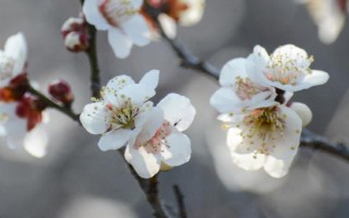 冬天室外凍不死的綠植有哪些，常見(jiàn)的有牡丹、梅花、鐵線蓮等