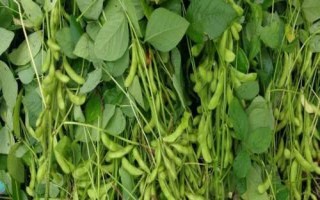 丹豆24大豆品種簡介，播期以四月中旬～五月上旬為宜