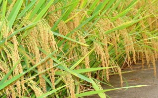 上堡大禾谷水稻種子特點(diǎn)，5月中旬播種