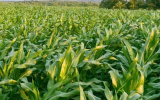 沈玉35號(hào)玉米種子特點(diǎn)，中抗莖基腐?。?-5級(jí)）