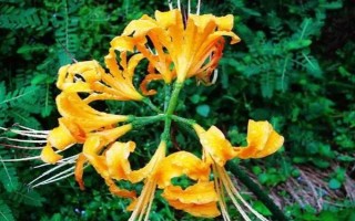 金花石蒜有什么花語，在我國代表優(yōu)美純潔