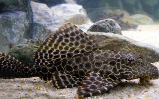 清道夫魚的價格，會受到品種、規(guī)格等條件的影響