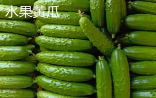 水果型黃瓜怎么種植，緩苗后要勤澆小水