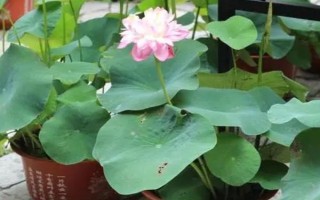 養(yǎng)殖荷花需要經(jīng)常曬太陽嗎，是喜陽的植物需要全日照