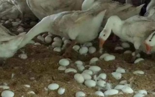 鵝過多久產(chǎn)一枚蛋，通常會(huì)每隔2天產(chǎn)1枚蛋