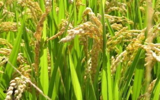 貴香1A水稻品種的特性，確定安全抽穗期和適宜播種期