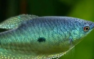 曼龍魚多久換一次水，兩至三天換一次水